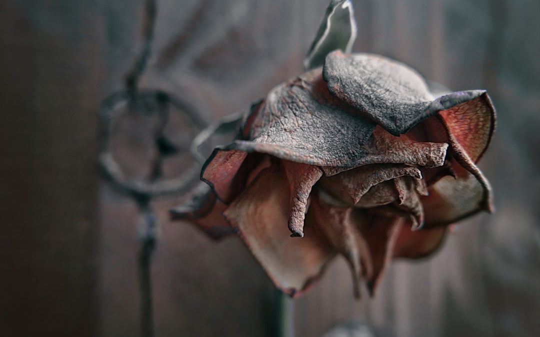 2029 – Sterbende Rose